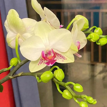 Pale Yellow Phalaenopsis with Pink Lip Seeds