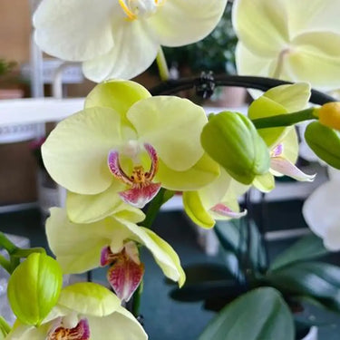 Pale Yellow Phalaenopsis with Pink Lip Seeds