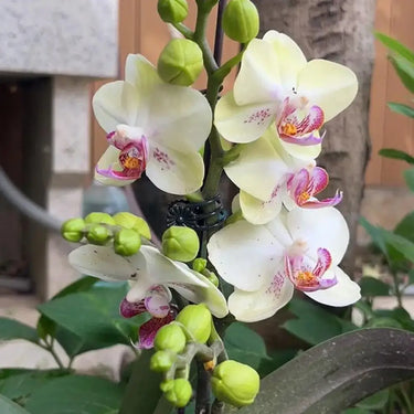 Pale Yellow Phalaenopsis with Pink Lip Seeds