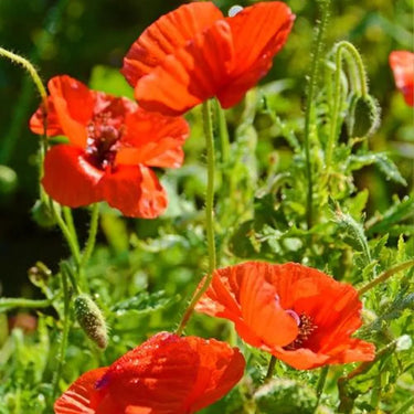 Papaver 'Harvest Moon' Poppy Seeds