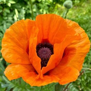 Papaver 'Harvest Moon' Poppy Seeds