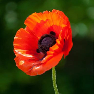 Papaver Red Poppy Seeds