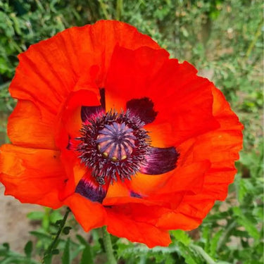 Papaver Red Poppy Seeds