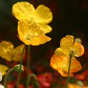 Papaver Rhoeas Seeds-Alpine Poppy
