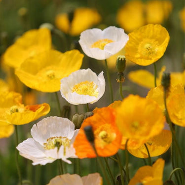 Papaver Rhoeas Seeds-Alpine Poppy