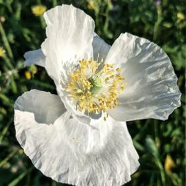Papaver Rhoeas Seeds-Bridal Satin Iceland Poppy