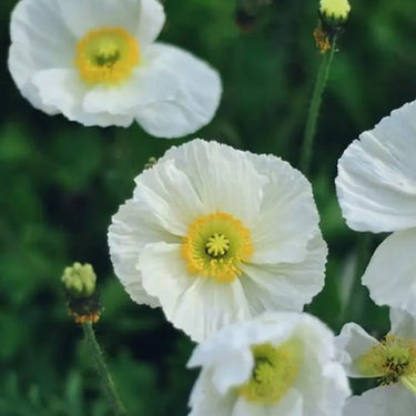 Papaver Rhoeas Seeds-Champagne Bubble Iceland Poppy