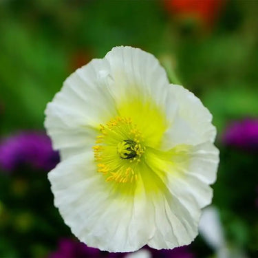 Papaver Rhoeas Seeds-Champagne Bubble Iceland Poppy