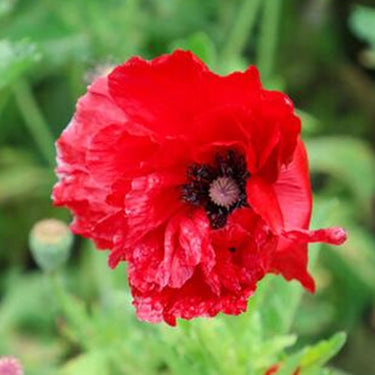Papaver Rhoeas Seeds-Double Poppy