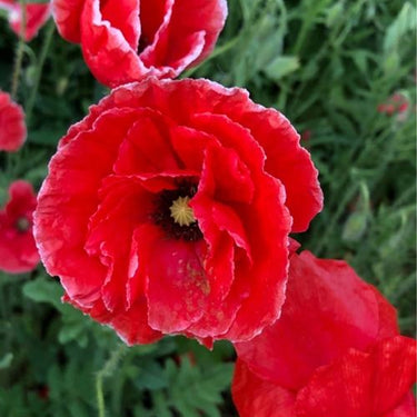 Papaver Rhoeas Seeds-Double Poppy