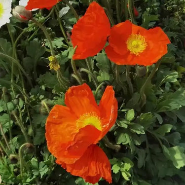 Papaver Rhoeas Seeds-Iceland Poppy · Orange Cloud