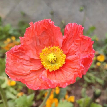 Papaver Rhoeas Seeds-Iceland Poppy · Pink Mist