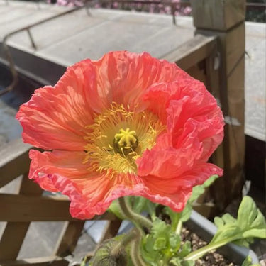 Papaver Rhoeas Seeds-Iceland Poppy · Pink Mist