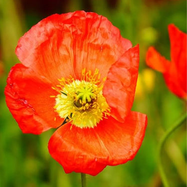 Papaver Rhoeas Seeds-Iceland Poppy · Red Hummingbird