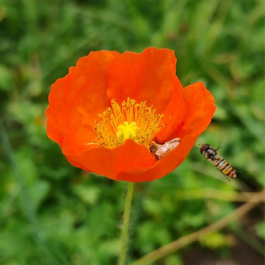 Papaver Rhoeas Seeds-Iceland Poppy · Red Hummingbird