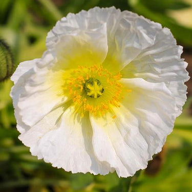 Papaver Rhoeas Seeds-Iceland Poppy · White Hummingbird