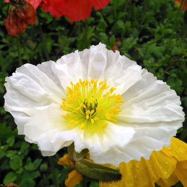 Papaver Rhoeas Seeds-Iceland Poppy · White Hummingbird
