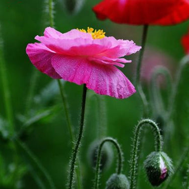 Papaver Rhoeas Seeds-Neon Poppy