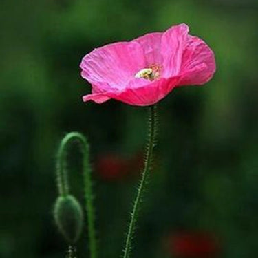 Papaver Rhoeas Seeds-Neon Poppy