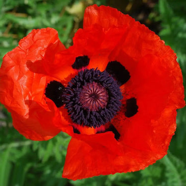Papaver Rhoeas Seeds-Oriental Poppy · Black Center