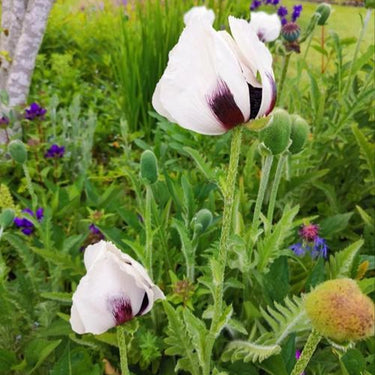 Papaver Rhoeas Seeds-Oriental Poppy · Royal Gown