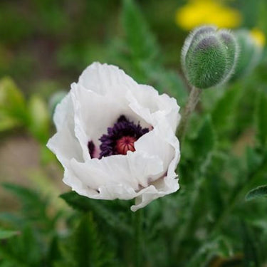 Papaver Rhoeas Seeds-Oriental Poppy · Royal Gown