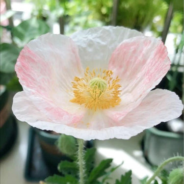 Papaver Rhoeas Seeds-Papaver rhoeas Shirley Series