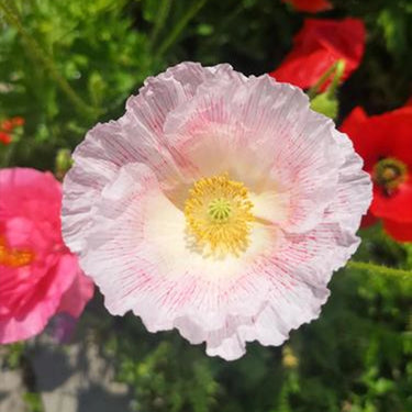 Papaver Rhoeas Seeds-Papaver rhoeas Shirley Series