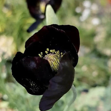 Papaver Rhoeas Seeds-Poppy · Black Magic