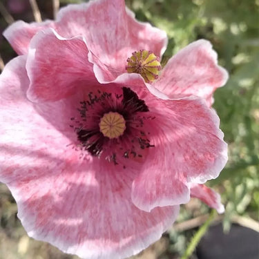 Papaver Rhoeas Seeds-Poppy · Mermaid Pink