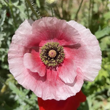 Papaver Rhoeas Seeds-Poppy · Mermaid Pink