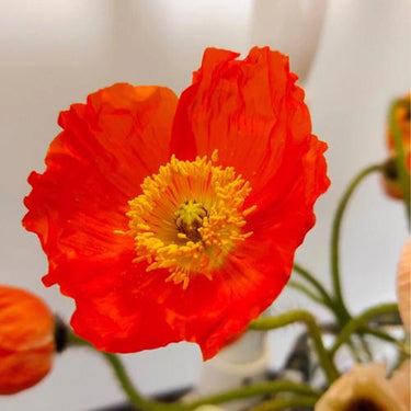Papaver Rhoeas Seeds-Red Hummingbird Italian Poppy