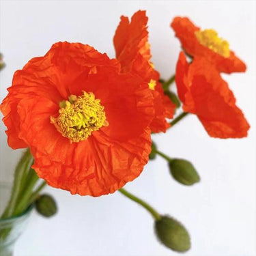 Papaver Rhoeas Seeds-Red Hummingbird Italian Poppy