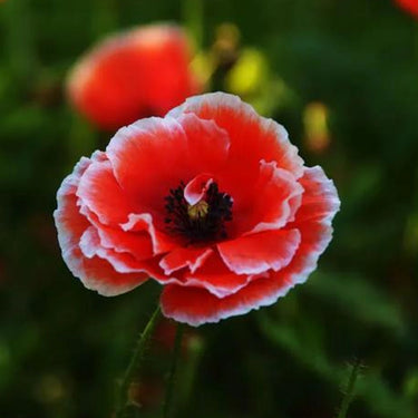 Papaver Rhoeas Seeds-Rose Poppy