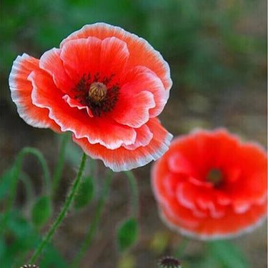Papaver Rhoeas Seeds-Rose Poppy