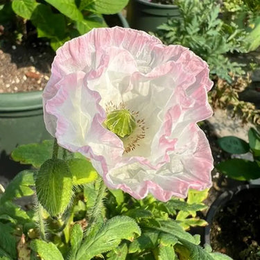 Papaver Rhoeas Seeds-Sherry · Angel Choir