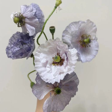 Papaver Rhoeas Seeds-Sherry Grey