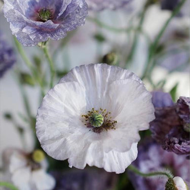 Papaver Rhoeas Seeds-Sherry Grey
