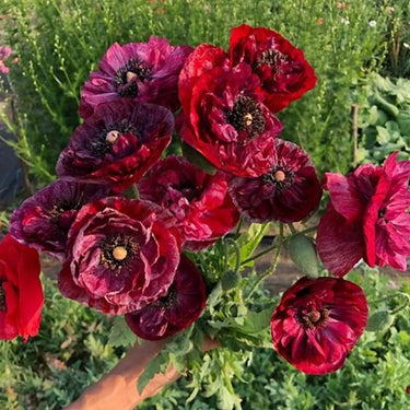 Papaver Rhoeas Seeds-Sherry · Pandora