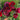 Papaver Rhoeas Seeds-Sherry · Pandora