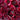 Papaver Rhoeas Seeds-Sherry · Pandora