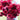 Papaver Rhoeas Seeds-Sherry · Pandora