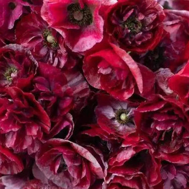 Papaver Rhoeas Seeds-Sherry · Pandora