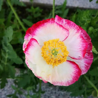 Papaver Rhoeas Seeds-Supreme Poppy