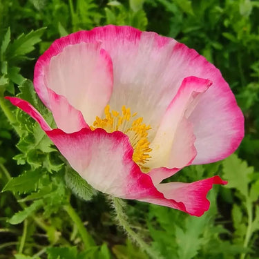 Papaver Rhoeas Seeds-Supreme Poppy