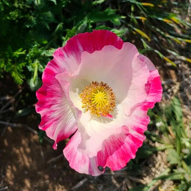 Papaver Rhoeas Seeds-Supreme Poppy