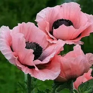 Papaver Rhoeas Seeds-Violet Oriental Poppy