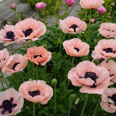 Papaver Rhoeas Seeds-Violet Oriental Poppy
