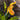 Paphiopedilum Seeds-Micranthum