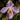 Paphiopedilum Seeds-Purpuratum